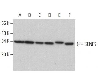 SENP7 Antibody (E-8) - Western Blotting - Image 383807