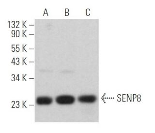 SENP8 Antibody (E-11) - Western Blotting - Image 364499Each CRISPR/Cas9 Knockout (KO) Plasmid product consists of a pool of 3 plasmids designed to ensure identification and cleavage of a specific gene for maximum knockout efficiency. Each plasmid encodes a unique 20 nt sequence derived from the GeCKO (v2) library.