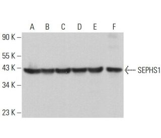 SEPHS1 Antibody (F-6) - Western Blotting - Image 375519 