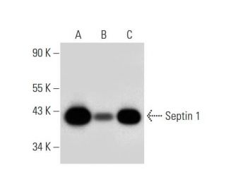 Septin 1 Antibody (B-8) - Western Blotting - Image 305839 