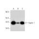 Septin 1 Antibody (B-8) - Western Blotting - Image 305839 