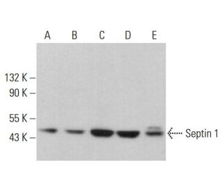 Septin 1 Antibody (H-10) - Western Blotting - Image 379924 