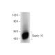 Septin 10 Antibody (A-2) - Western Blotting - Image 144880