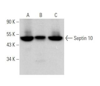 Septin 10 Antibody (A-2) - Western Blotting - Image 370823 