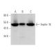 Septin 10 Antibody (A-2) - Western Blotting - Image 370823 