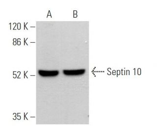 Septin 10 Antibody (C-1) - Western Blotting - Image 371220 
