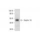 Septin 10 Antibody (D-9) - Western Blotting - Image 144879