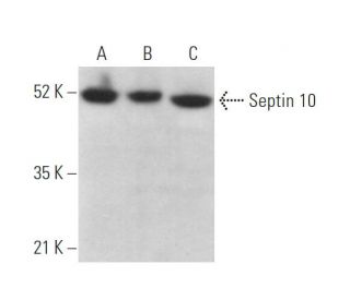Septin 10 Antibody (D-9) - Western Blotting - Image 371311 