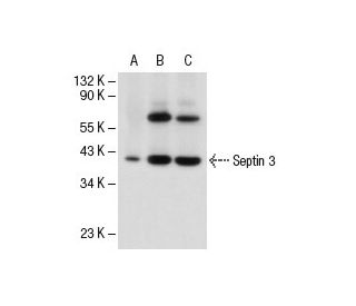 Septin 3 Antibody (G-6) - Western Blotting - Image 16307 