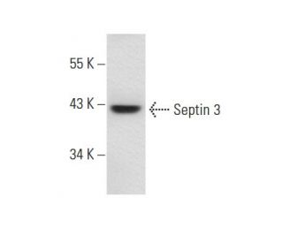 Septin 3 Antibody (G-6) - Western Blotting - Image 68029 