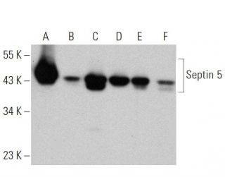 Septin 5 Antibody (H-7) - Western Blotting - Image 359536