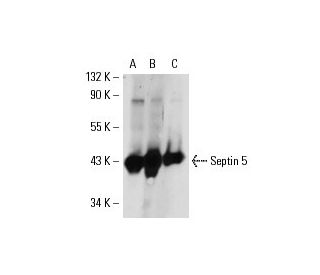 Septin 5 Antibody (SP20) - Western Blotting - Image 17702 