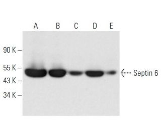 Septin 6 Antibody (B-8) - Western Blotting - Image 332741 