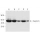 western blotting image from recommended Septin 6 (B-8) monoclonal antibody replacement. Image 332741