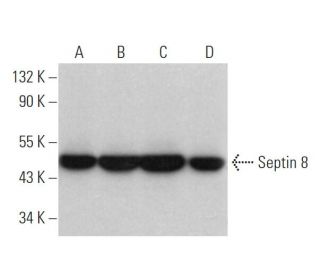 Septin 8 Antibody (D-3) - Western Blotting - Image 371742 