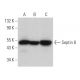 Septin 8 Antibody (D-3) - Western Blotting - Image 371716 