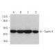 Septin 8 Antibody (D-3) - Western Blotting - Image 371742 