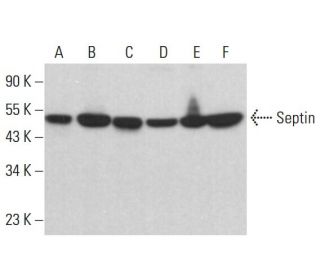 Septin Antibody (E-4) - Western Blotting - Image 383936 