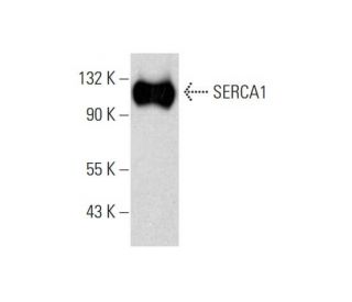 SERCA1 Antibody (G-8) - Western Blotting - Image 145572 