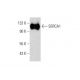 SERCA1 Antibody (G-8) - Western Blotting - Image 145572 