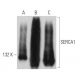 SERCA1 Antibody (G-8) - Western Blotting - Image 360533