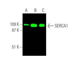 SERCA1 Antibody (A-6) - Western Blotting - Image 370668