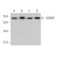 SERGEF Antibody (H-12) - Western Blotting - Image 375870 