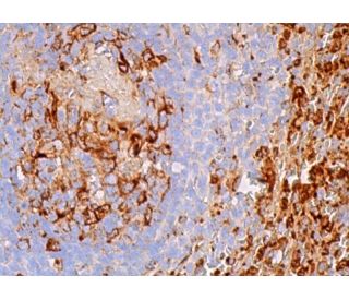 Serglycin Antibody (C-11) - Immunohistochemistry - Image 379129 
