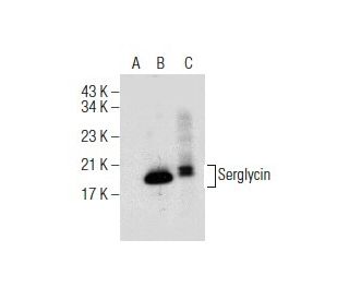 Serglycin Antibody (C-11) - Western Blotting - Image 155076