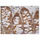 Serine racemase Antibody (A-4) - Immunohistochemistry - Image 160294