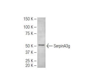SerpinA3g Antibody (MoFo29.2) - Western Blotting - Image 67400