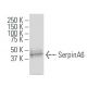 SerpinA6 Antibody (Y19-E) - Western Blotting - Image 34223