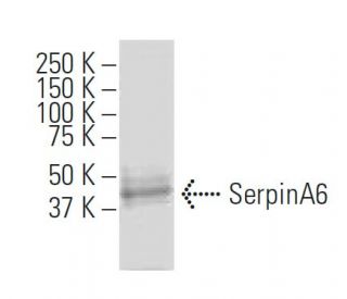 SerpinA6 Antibody (Y19-E) - Western Blotting - Image 34223Each CRISPR/Cas9 Knockout (KO) Plasmid product consists of a pool of 3 plasmids designed to ensure identification and cleavage of a specific gene for maximum knockout efficiency. Each plasmid encodes a unique 20 nt sequence derived from the GeCKO (v2) library. 