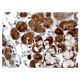 SerpinB12 Antibody (H3-1B) - Immunohistochemistry - Image 137267 