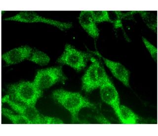 SerpinB6 Antibody (F-5) - Immunofluorescence - Image 296456 
