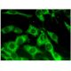 SerpinB6 Antibody (F-5) - Immunofluorescence - Image 296456 