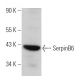 SerpinB6 Antibody (F-5) - Western Blotting - Image 366146 