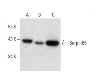 SerpinB6 Antibody (G-5) - Western Blotting - Image 304511 