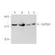 SerRSmt Antibody (C-11) - Western Blotting - Image 333672