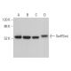 SerRSmt Antibody (C-11) - Western Blotting - Image 372855 