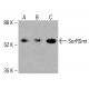 SerRSmt Antibody (C-11) - Western Blotting - Image 415852