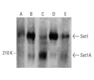 Set1A Antibody (G-6) - Western Blotting - Image 352583 