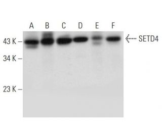 SETD4 Antibody (F-3) - Western Blotting - Image 314575 
