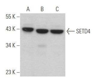 SETD4 Antibody (F-3) - Western Blotting - Image 364714 