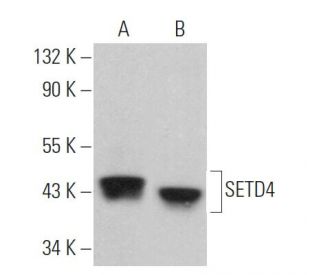 SETD4 Antibody (F-3) - Western Blotting - Image 364716 