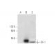 SF-1 Antibody (A-1) - Western Blotting - Image 296955