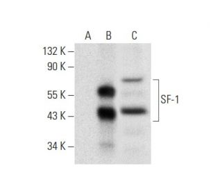 SF-1 Antibody (G-12) - Western Blotting - Image 301489