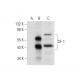 SF-1 Antibody (G-12) - Western Blotting - Image 301489