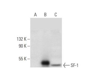 SF-1 Antibody (A-1) - Western Blotting - Image 296955The Double Nickase Plasmid features a U6 promoter for sgRNA expression, a 20 nt targeting sequence, and a gRNA scaffold to guide Cas9n. It includes a CBh promoter for Cas9n (D10A) and puromycin resistance, GFP for transfection verification, and nuclear localization signals (NLS). The 2A peptide allows co-expression of Cas9n and Puro from a single promoter, enabling precise genome editing with reduced off-target effects.