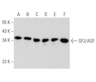 SF2/ASF Antibody (3G268) - Western Blotting - Image 354788 